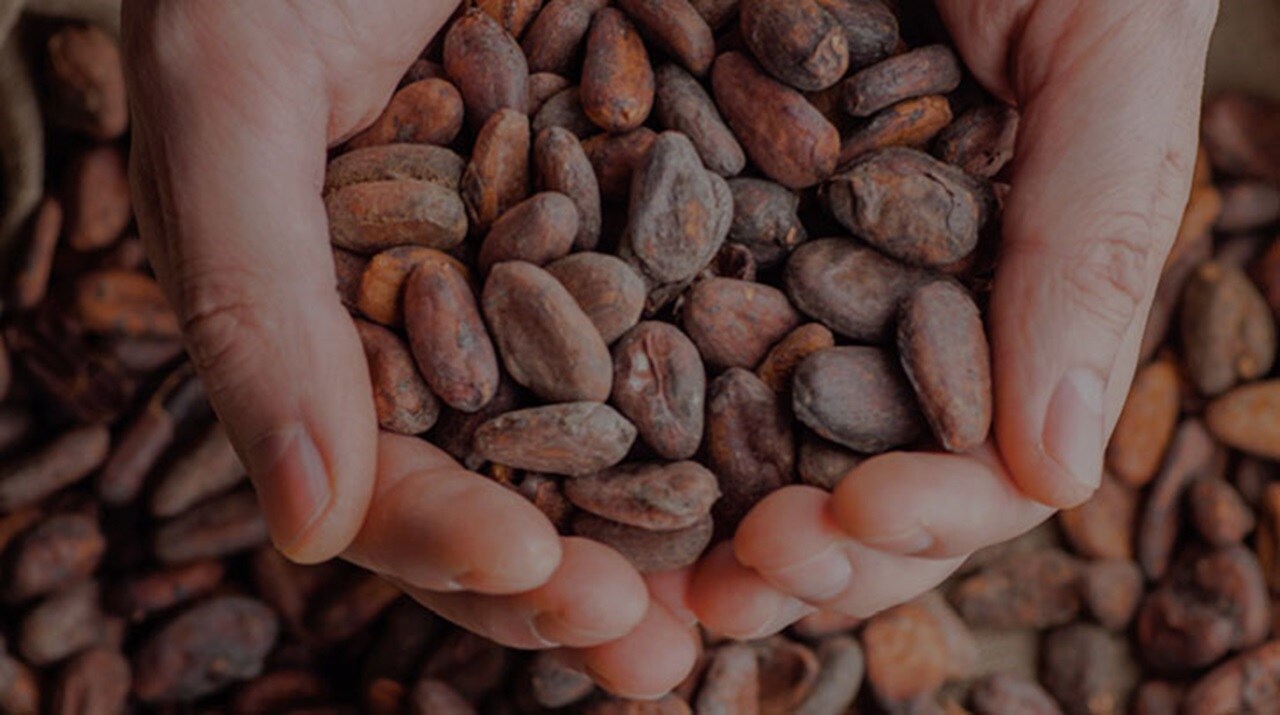 Cocoa supply chain – cupped hands holding cocoa beans in Africa.