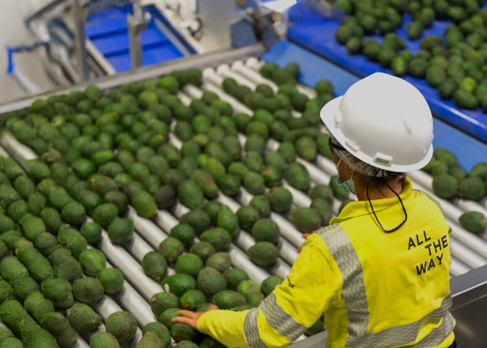 A worker in a hard hat inspects avocados on a conveyor belt in a processing facility.