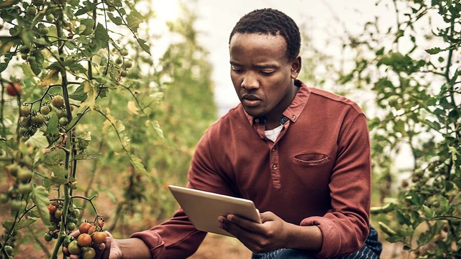 Farmer checking crops with a tablet.