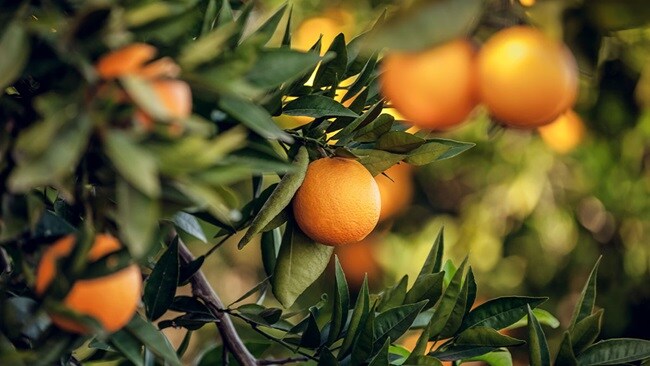 An orange on a tree branch.