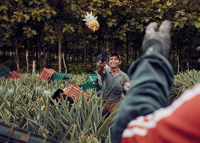 A male throwing a pineapple to another male in an open field