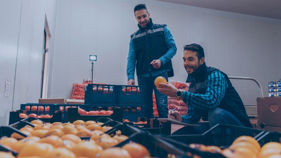 Two males sorting fresh produce