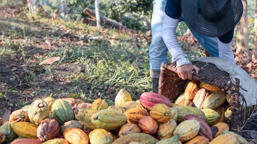 Farmer emptying a basket of harvested cacao pods onto a pile in a plantation field.