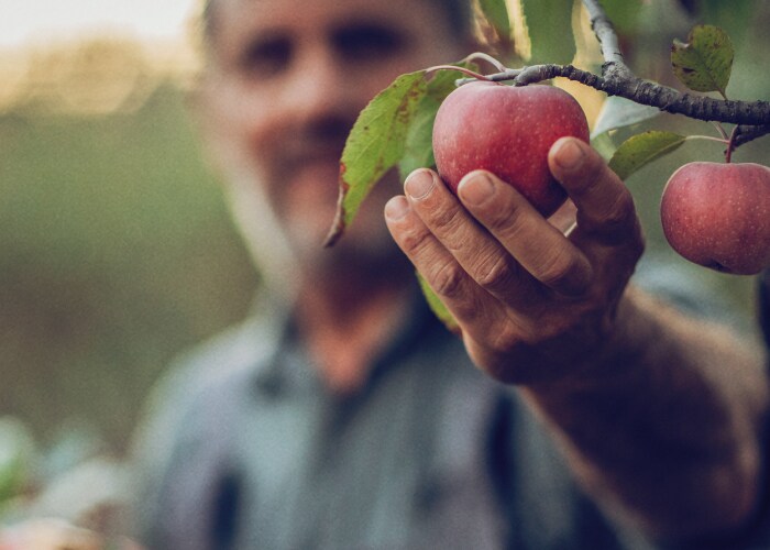 Male holding an apple in an apple farm