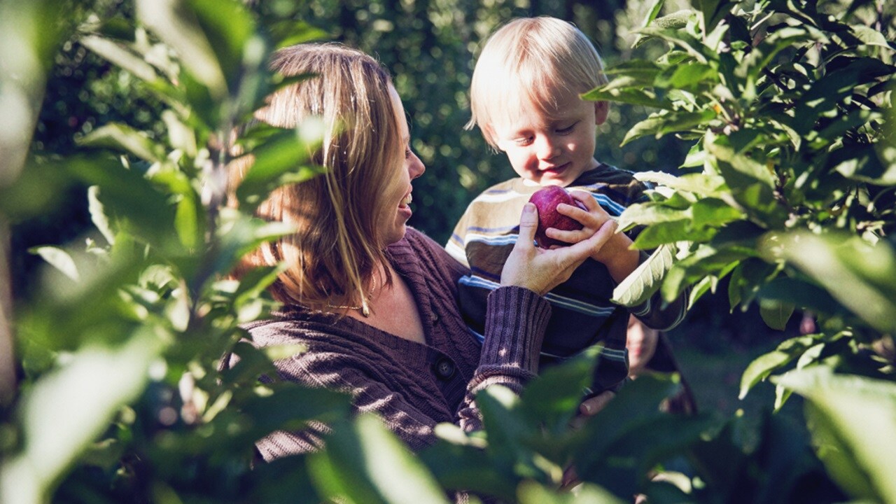 Female handing an apple to her child in an apple farm