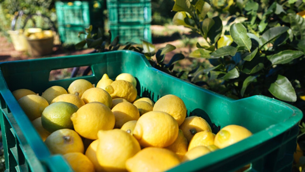 Maersk 4PL partnership with San Miguel – Close-up of citrus fruit baskets in a farm.