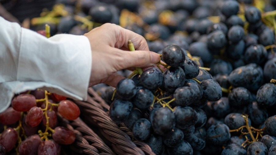 Woman picking grapes