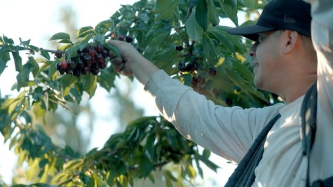 Farmer harvesting cherries from tree