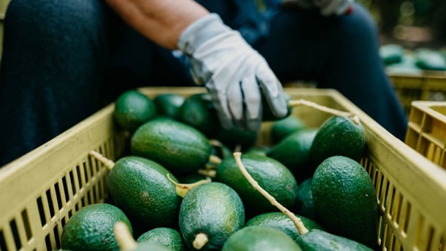 A person is selecting ripe green avocados from a wooden crate.
