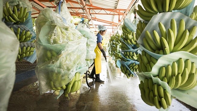 Bananas readying for shipment for supply chain planning