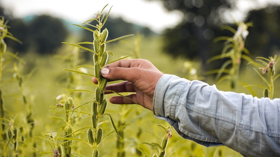 Male hand holding sesame plant