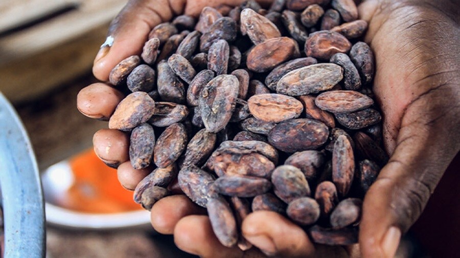 Cocoa beans