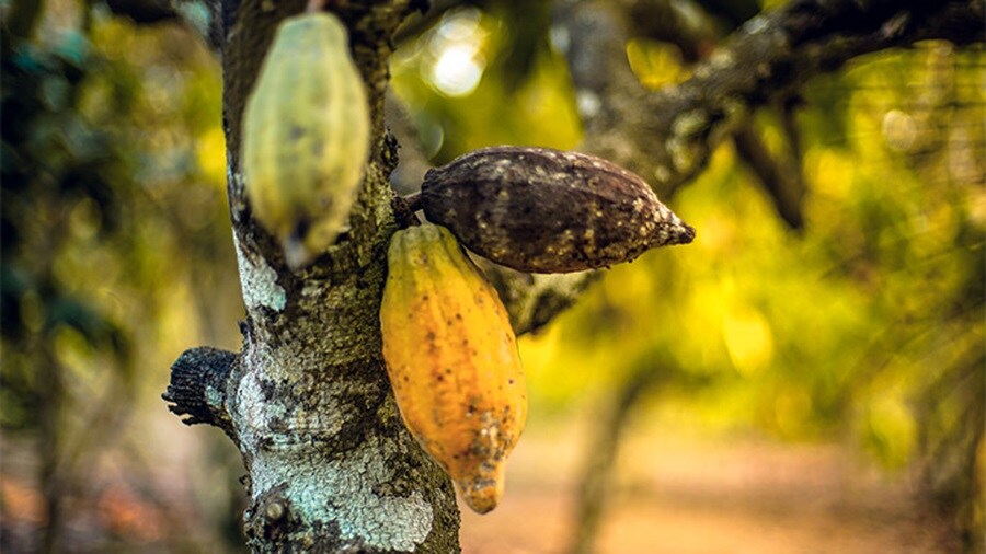 Cocoa Fruits