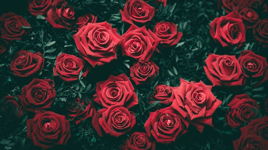 Red Rose Flowers