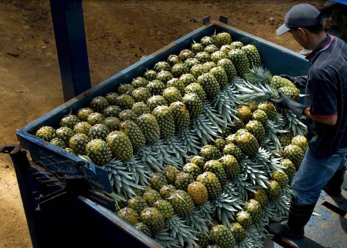 banana-pineapple-banner