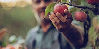 apple picking