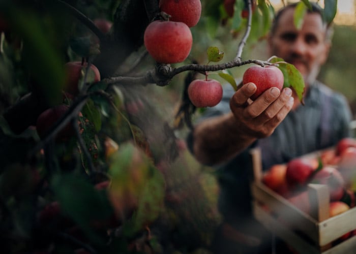 man picking apple