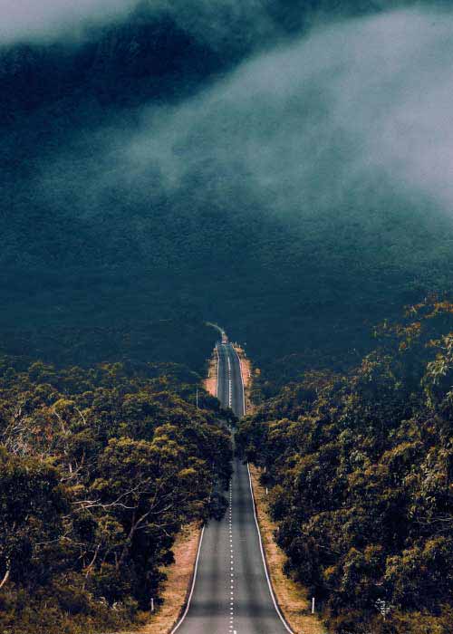 Serene forest with a winding road through dense greenery.