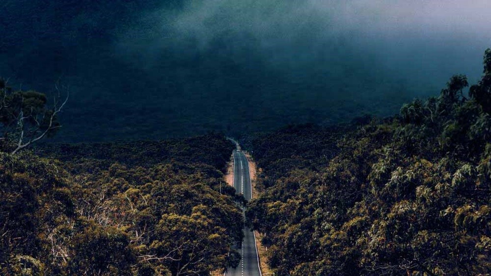 Serene forest with a winding road through dense greenery.