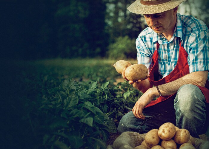 farmer looking his potato harvest at field row
