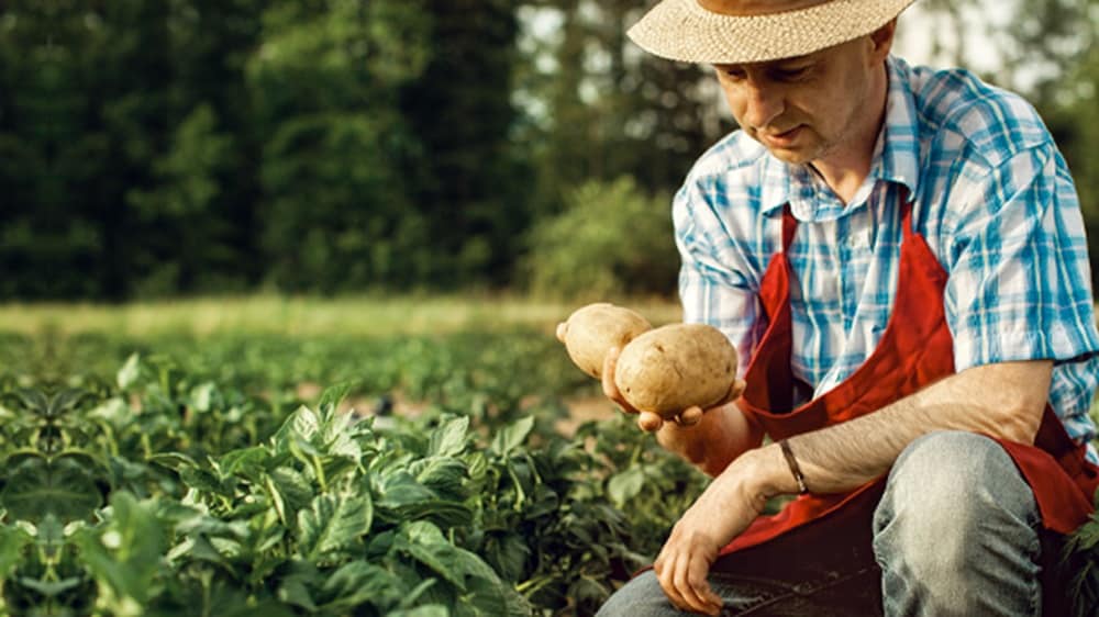 farmer looking his potato harvest at field row